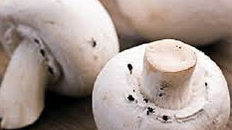 Забраниха продажбата на гъби в голяма търговска верига