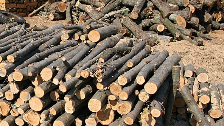 Снимка Пламен Гутинов