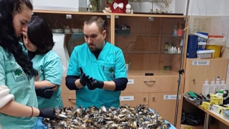 Над 600 птици са жертва на новогодишната заря в Копривщица