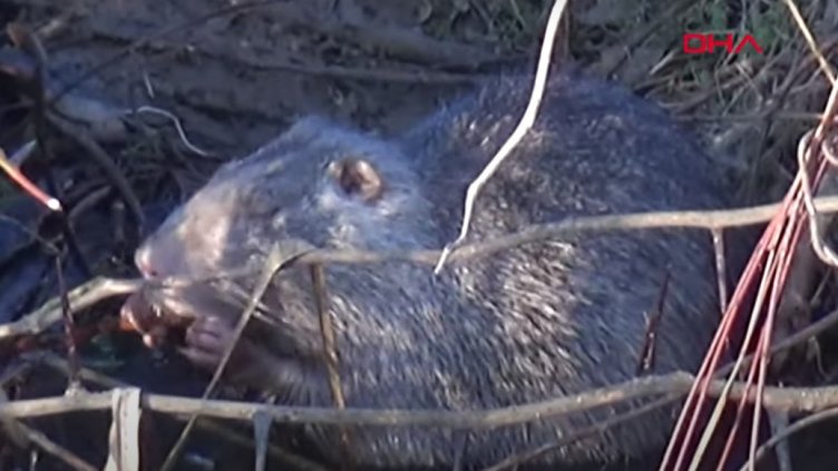 Комшийски шок! Нашествие от нашенски видри в Одрин. Как са отишли? (ВИДЕО)