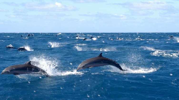 Кървав хорър на брега: Клане на 1400 делфина потресе света