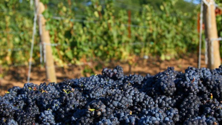 Гроздоберът най-голям в Долни чифлик, слаба реколта в Бяла