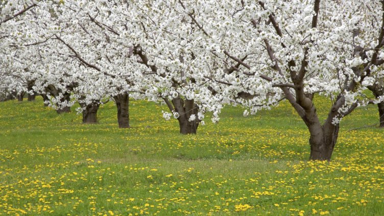 Слънчево ще бъде утре