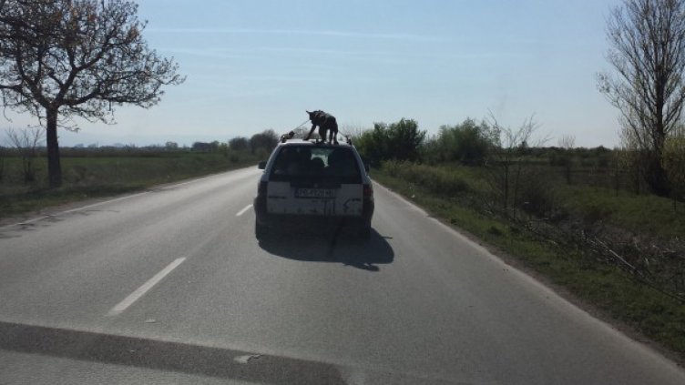 Поредна гавра! 33 годишен вози куче върху колата си