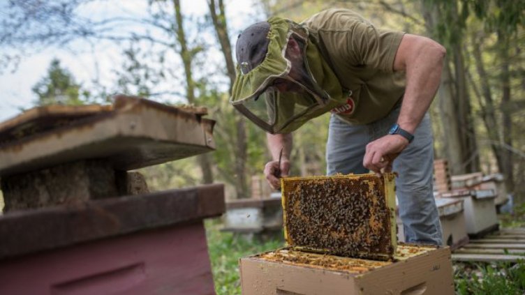 Мановият мед на Странджа ще я възроди