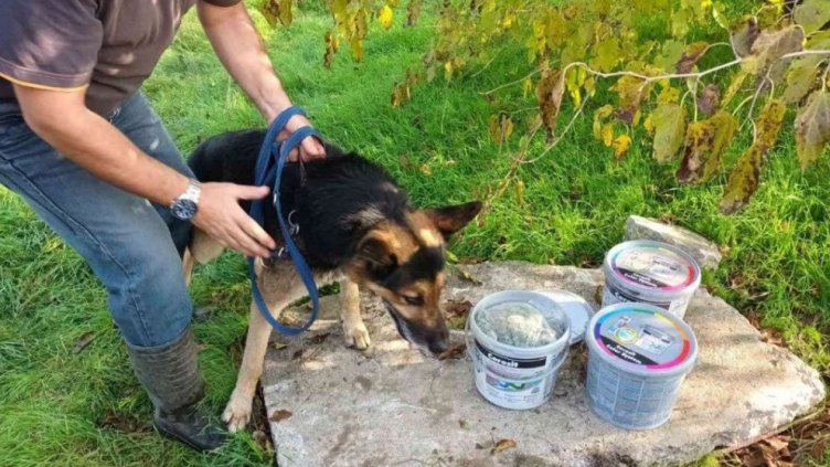 В гора край Добрич: Полицейско куче откри дрога за над 30 бона (СНИМКИ)