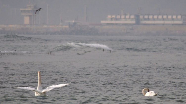 Снимка: Пламен Гутинов, архив