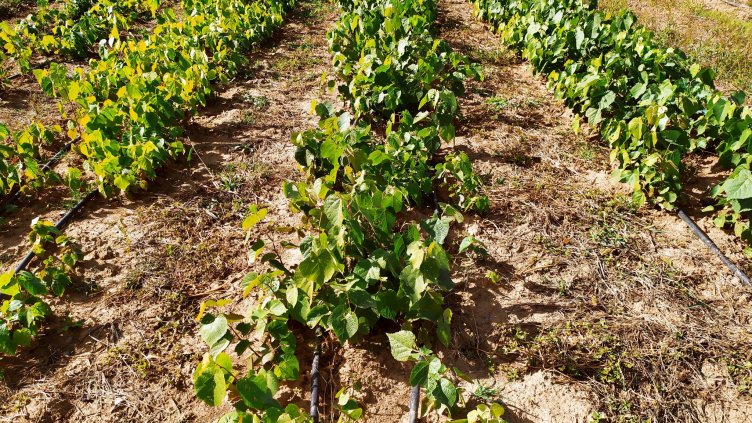 776 декара нови гори са създадени в Североизтока през есента