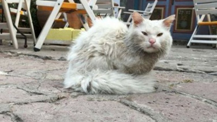 Котка стига от Ирак до Норвегия