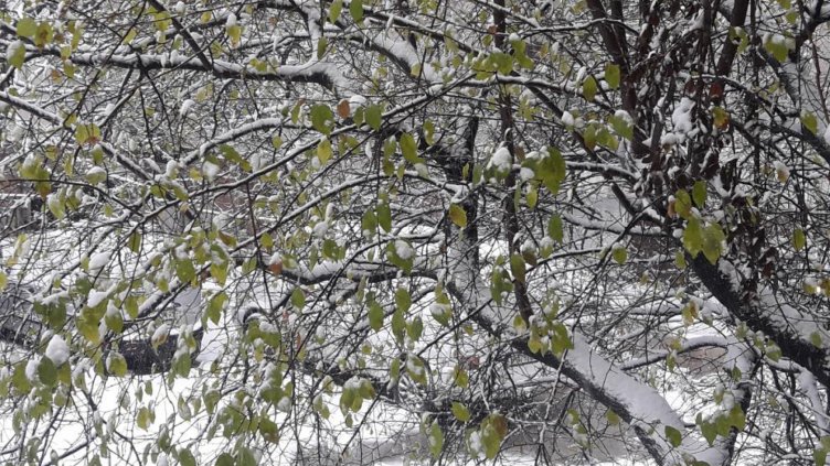 10 от пуснатите 120 фазана в Ловния парк в София вече са мъртви