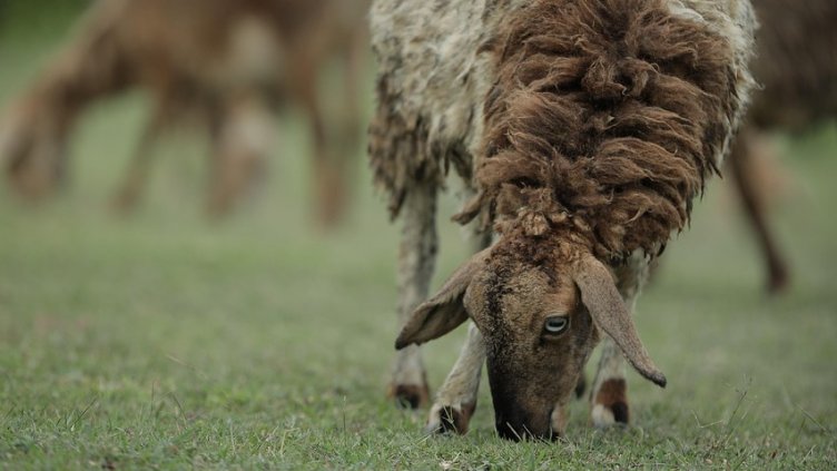 Снимка: Pixabay