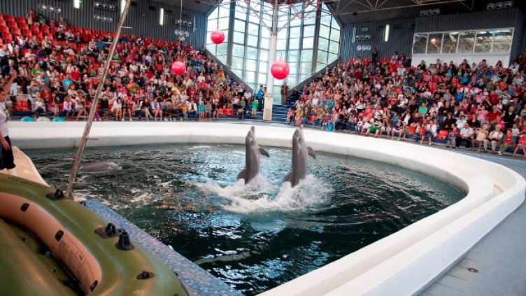 Варненският делфинариум с безплатни представления за децата на 1 юни
