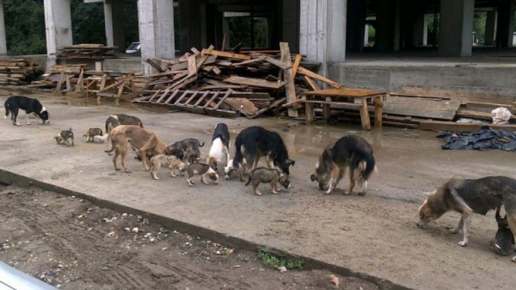 Бездомните псета намаляват, уличните котки – не