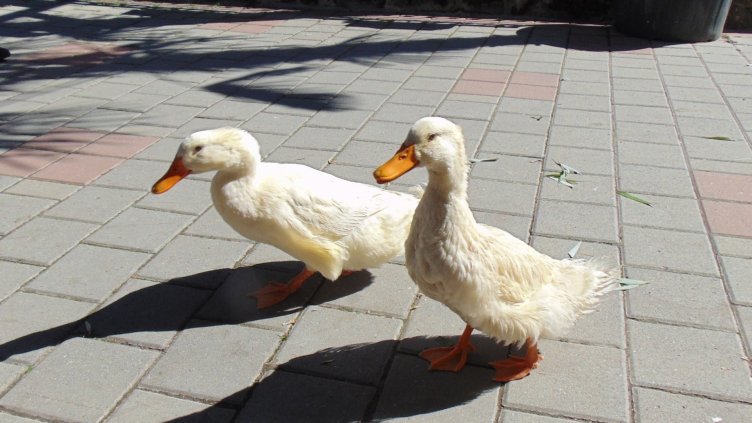 Откриха голямо количество незаконно загробени патици