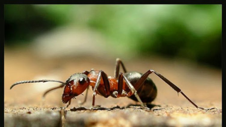 Мравките имат индивидуалност!  