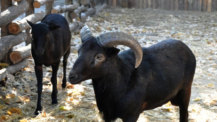 Двойката черни муфлони Калоян и Калина са новите обитатели на зоопарка във Варна (СНИМКИ)
