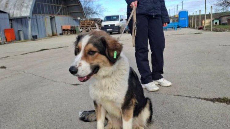 Шест кученца от приюта в Каменар намериха стопани за седмица