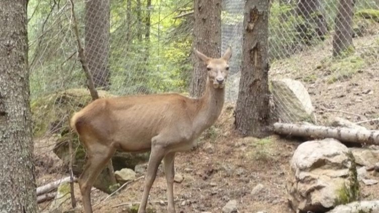 Бракониерски отстрел на кошута установиха горските