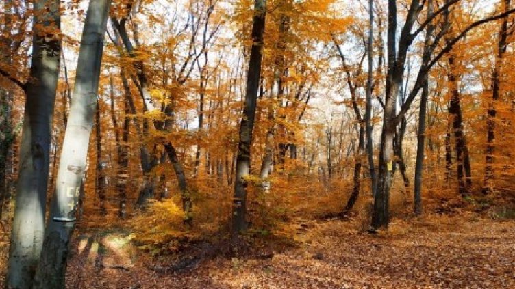 Един автомобил и 3 каруци с дърва прибраха горски край Варна за седмица