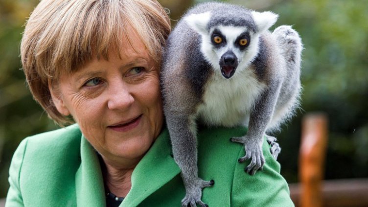 95% от лемурите са на ръба на изчезването