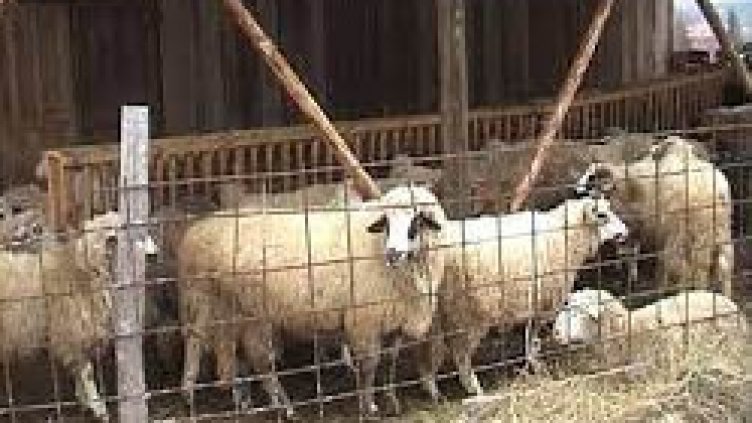 Мъж от Брестак сви 6 овце от кошара в Девненско