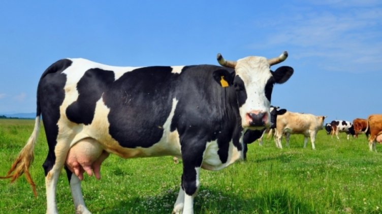 До утре всички едри преживни животни  ще бъдат ваксинирани срещу Заразен нодуларен дарматит