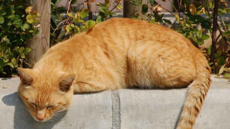 Млад мъж с условна присъда за убийство на котка