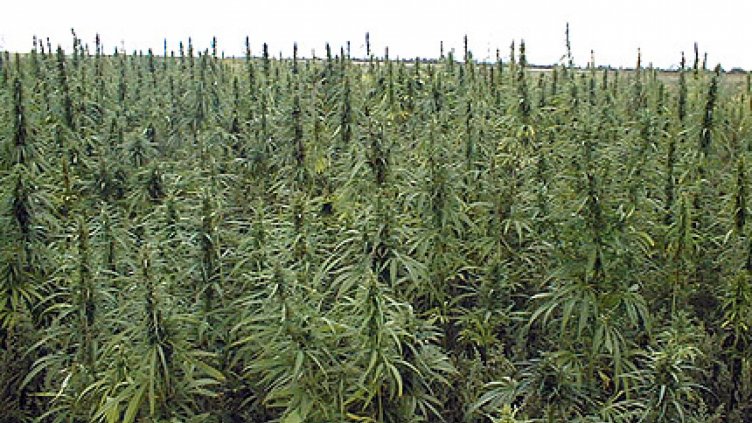 Откриха над 2,7 тона канабис в планината Огражден