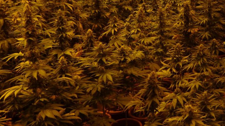 МВР откри половин тон канабис в Петричко