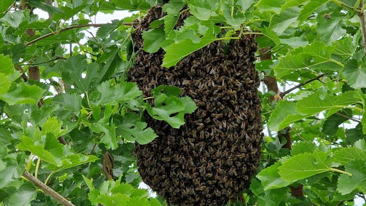 Пчелари от Варна блокират магистрала "Хемус" утре