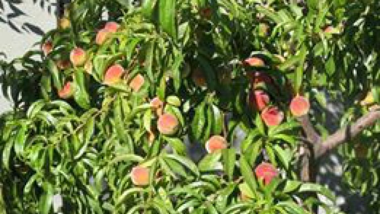 До 90 % щети по прасковите и кайсиите в Северна България