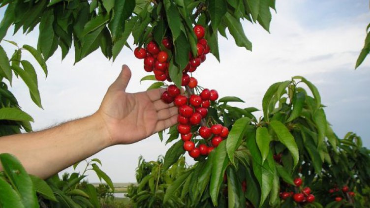 Търсят се сезонни работници