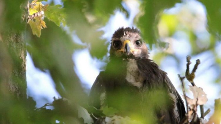 От Крушари до Танзания: Българското орле Илия прекоси 12 държави