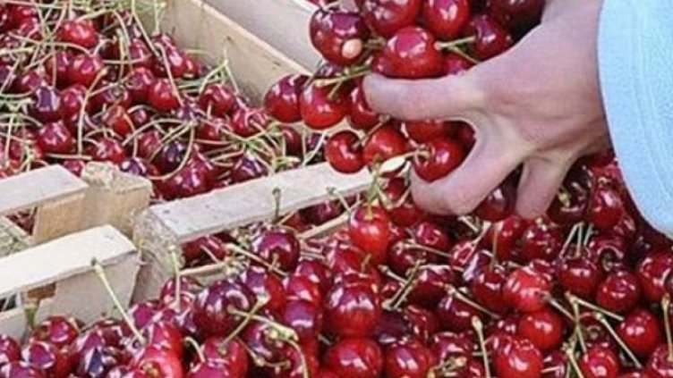 На черешар, череши да продаваш? 2,50 лв. ги изкупуват, 6 ги продават!