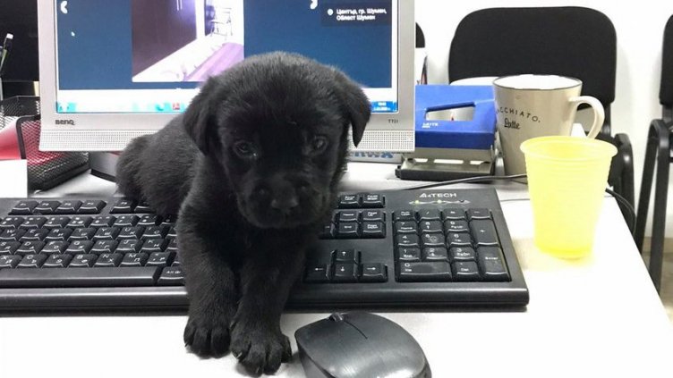 Включват в регистър онлайн търговците на кучета