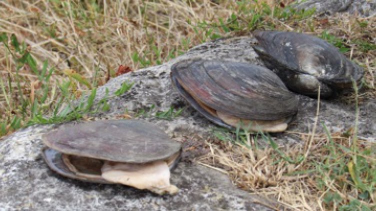 Огромни миди край Русе активизираха ловците на перли