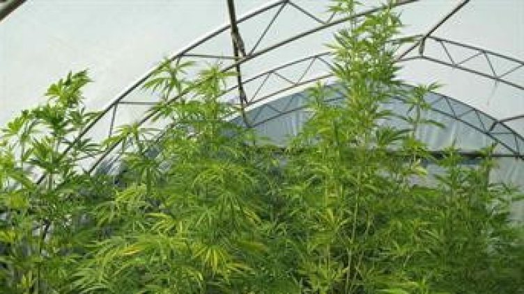 Спецакция: Откриха наркооранжерия в Каварна