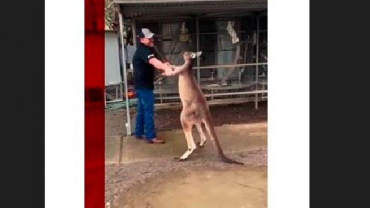 Агресивно кенгуру нападна туристка (Видео)