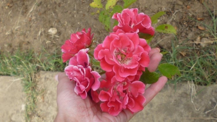 Искате да привлечете любовта - отглеждайте рози и божури!