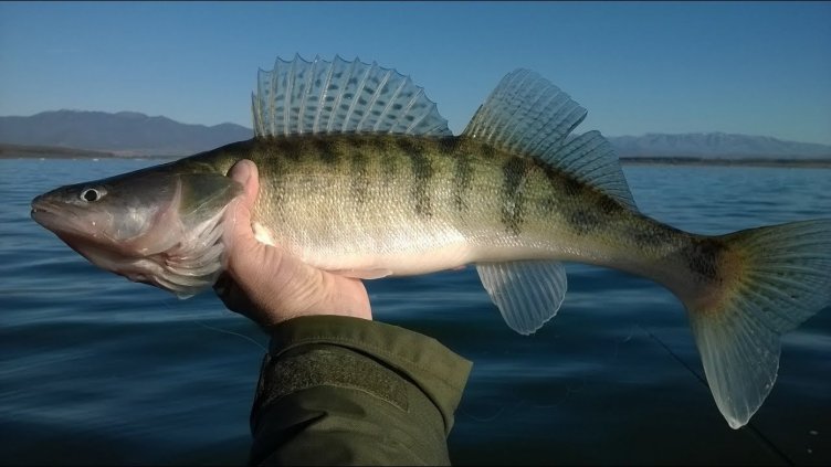 Пак удължават забраната за улов на бяла риба