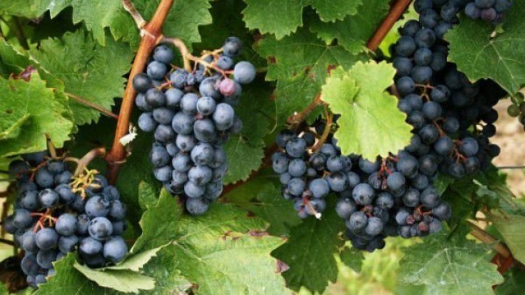 Гроздето даде добра реколта този сезон във Варненско
