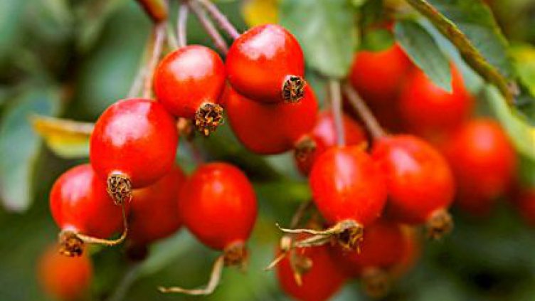 Български липа, шипка и коприва се търсят най-много в чужбина