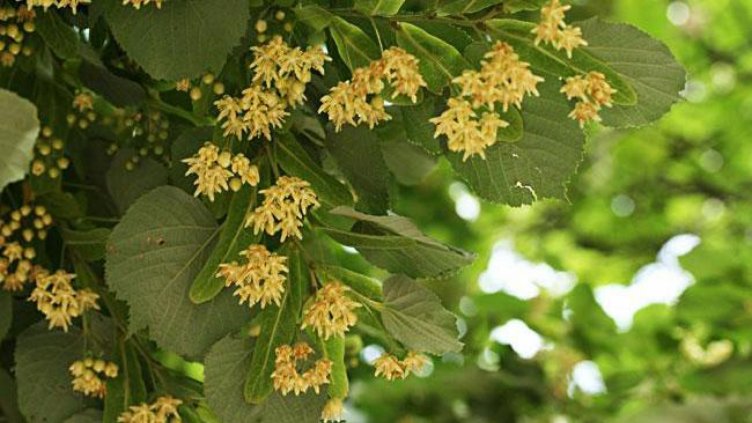 Масово се секат дървета в Плевенско заради липовия цвят