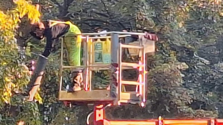 Режат клони и дървета на няколко места в район "Приморски" днес