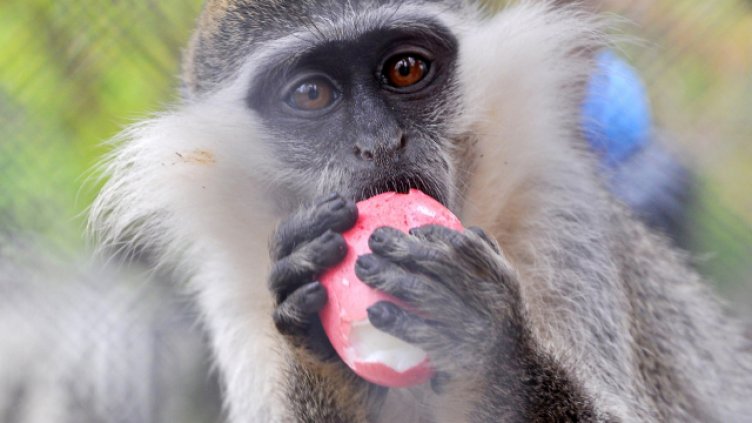 Световния ден за защита на животните отбелязваме днес