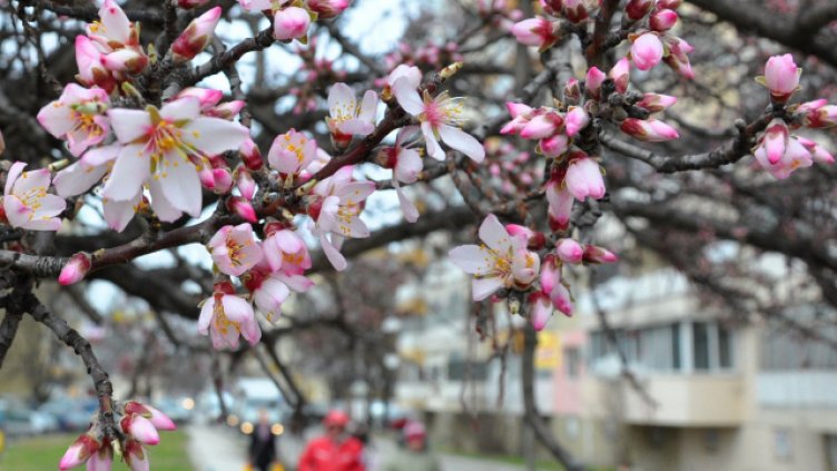 Снимка ПЛАМЕН ГУТИНОВ
