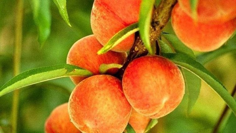 За втора година: В Сливенско очакват по-слаба реколта от праскови