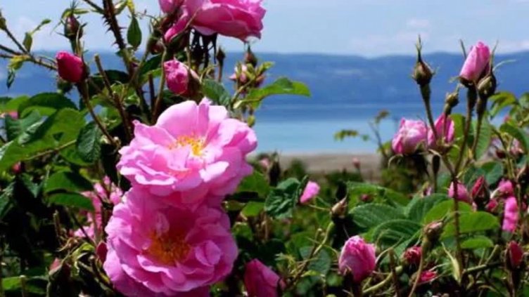 Китай спря вноса на храни с българска роза