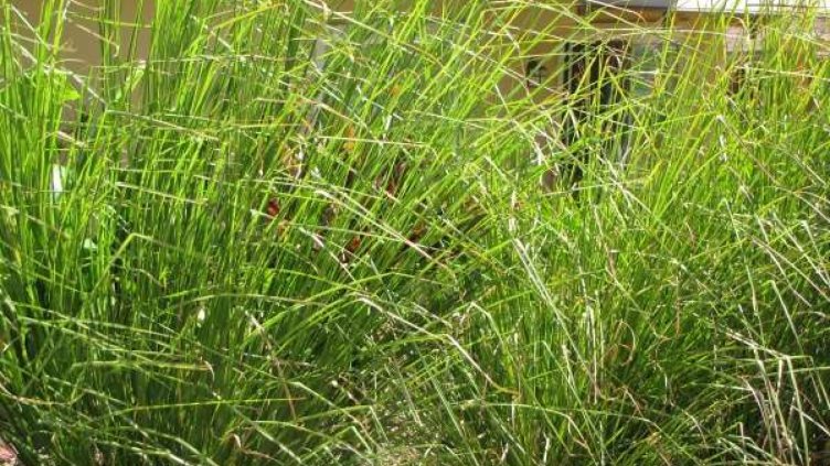 Аспаруховци се организират сами да косят 