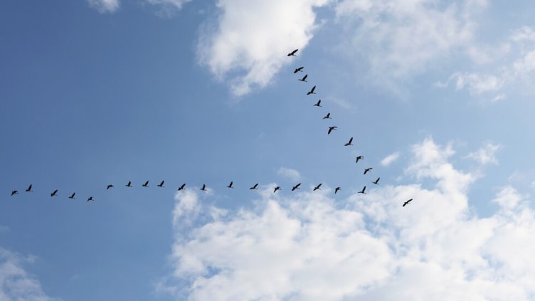 Неизвестна болест мори птиците в САЩ